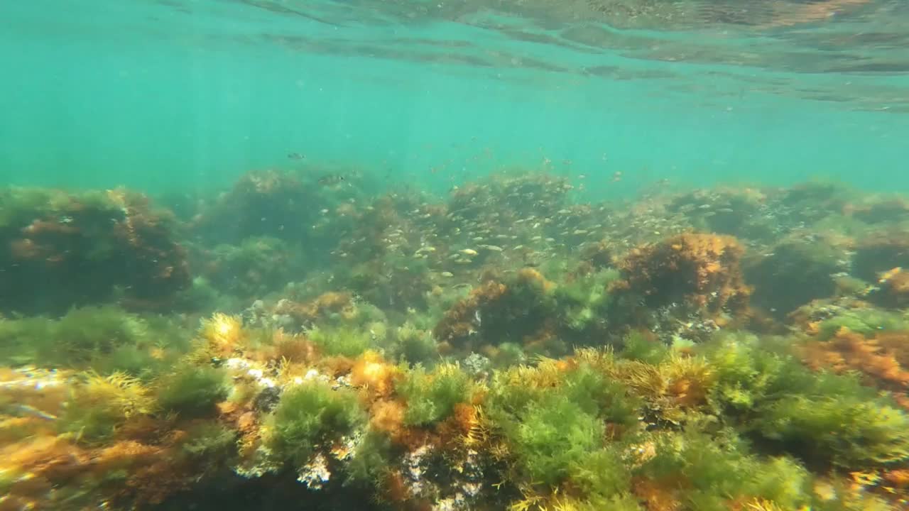 水下片段，在雷斯罗特斯海岸浮潜，在圣安东尼奥卡波海洋自然保护区，包括一个海洋渔业保护区德尼亚阿利坎特西班牙。视频素材