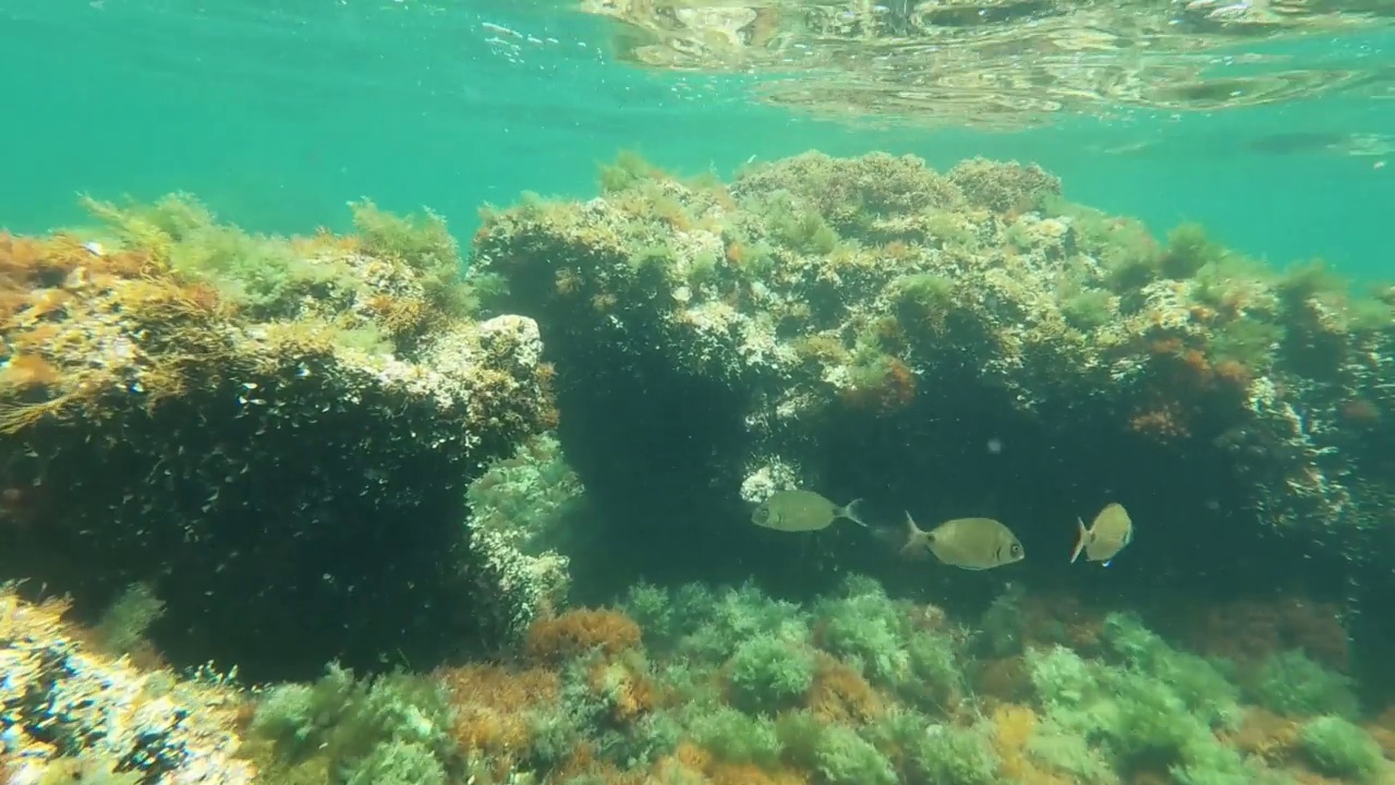 水下片段，在雷斯罗特斯海岸浮潜，在圣安东尼奥卡波海洋自然保护区，包括一个海洋渔业保护区德尼亚阿利坎特西班牙。视频素材