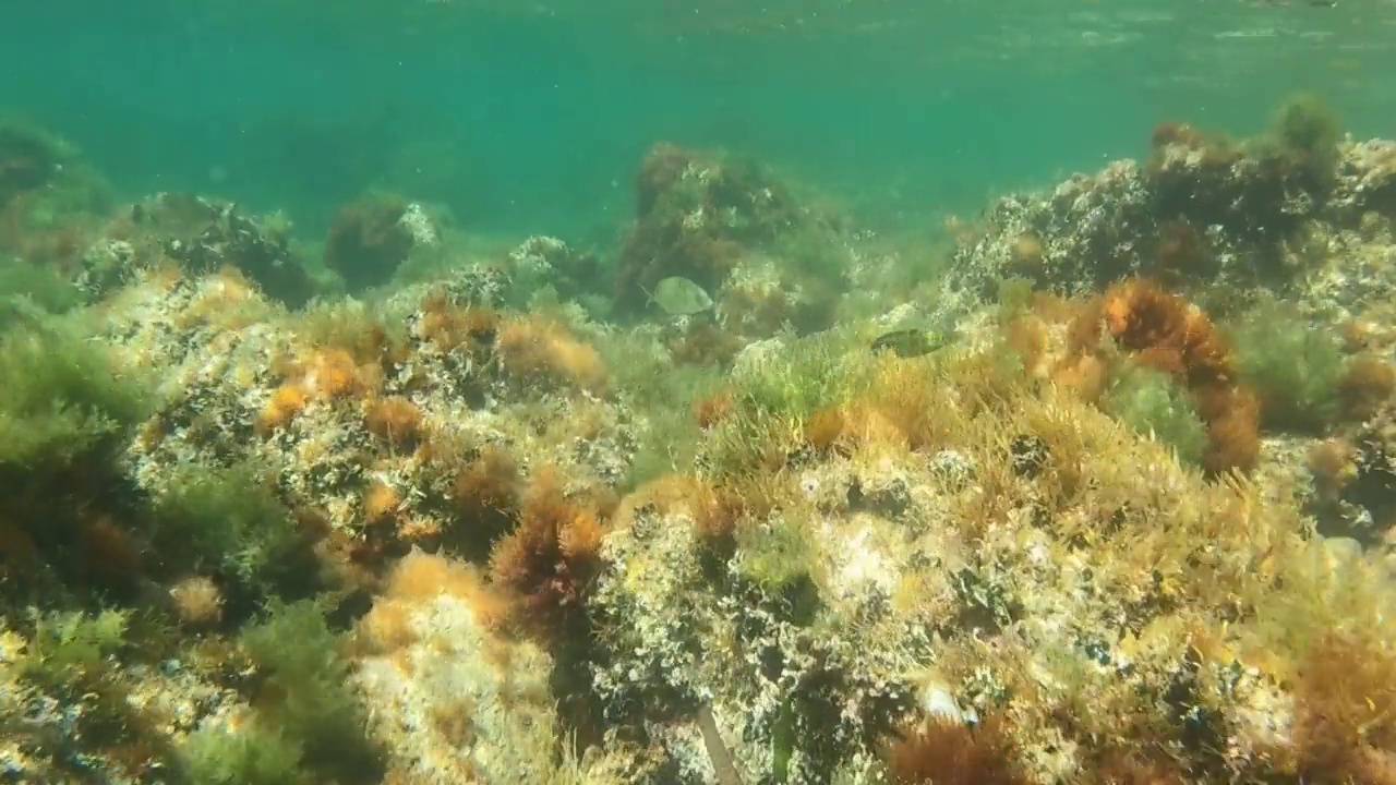 水下片段，在雷斯罗特斯海岸浮潜，在圣安东尼奥卡波海洋自然保护区，包括一个海洋渔业保护区德尼亚阿利坎特西班牙。视频素材