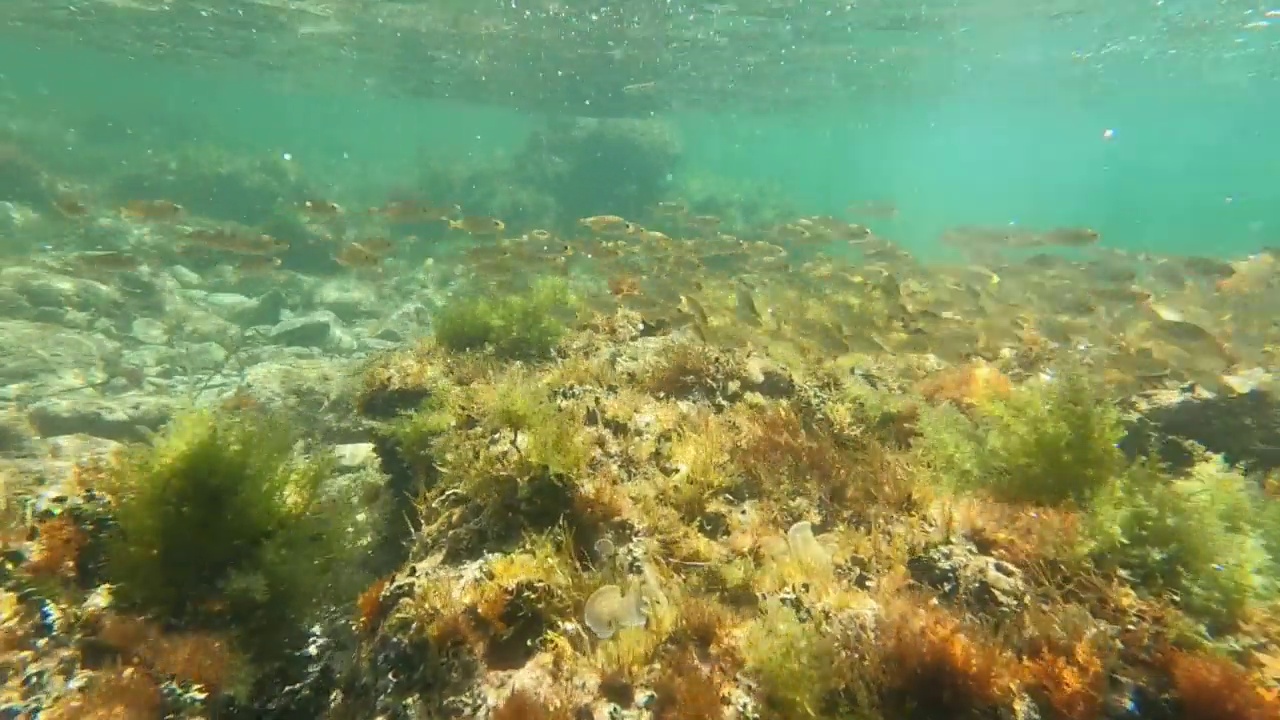 水下片段，在雷斯罗特斯海岸浮潜，在圣安东尼奥卡波海洋自然保护区，包括一个海洋渔业保护区德尼亚阿利坎特西班牙。视频素材