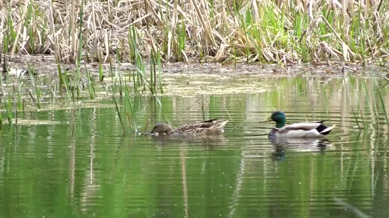 沼泽生物群落-一只公鸭和一只雌绿头鸭在池塘里进食，它们的头潜入水中。视频素材