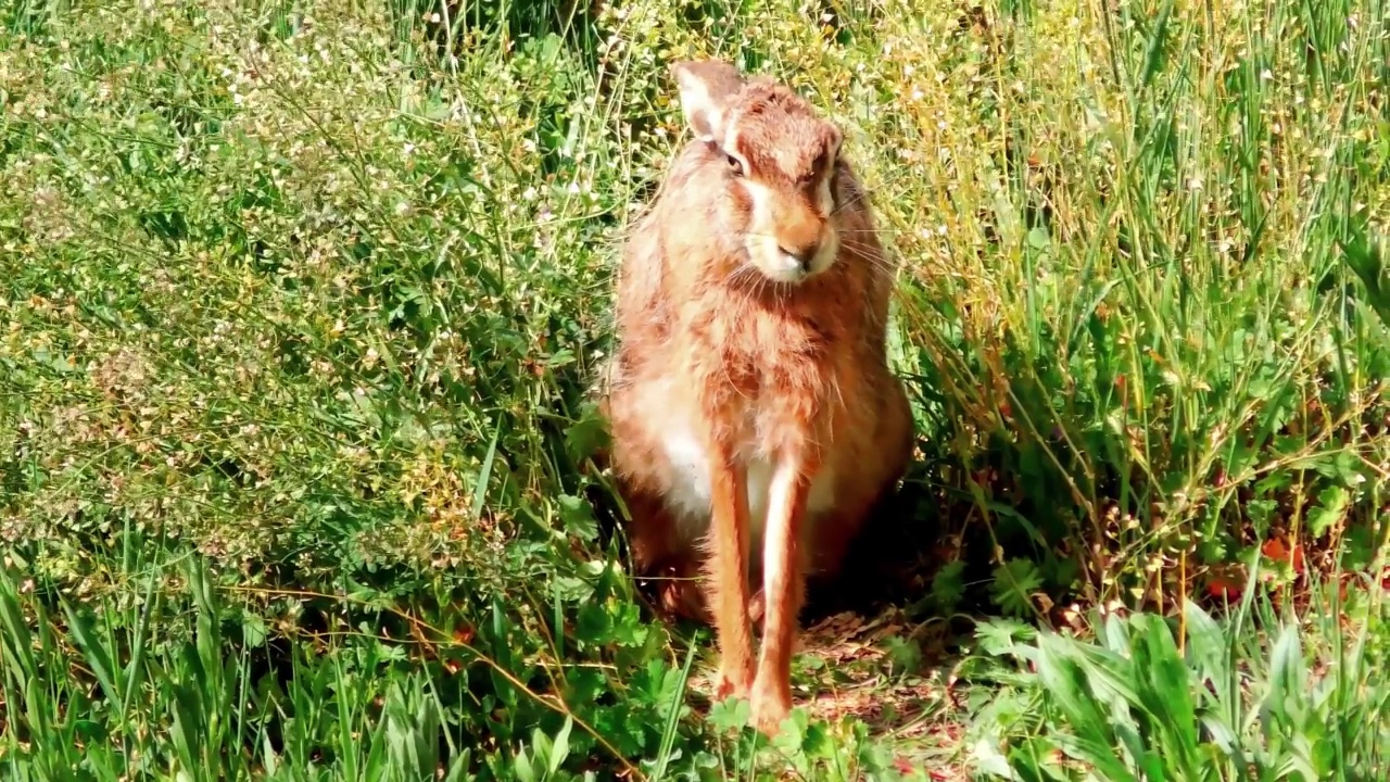 欧洲野兔坐在草地上，Lepus Europaeus视频素材