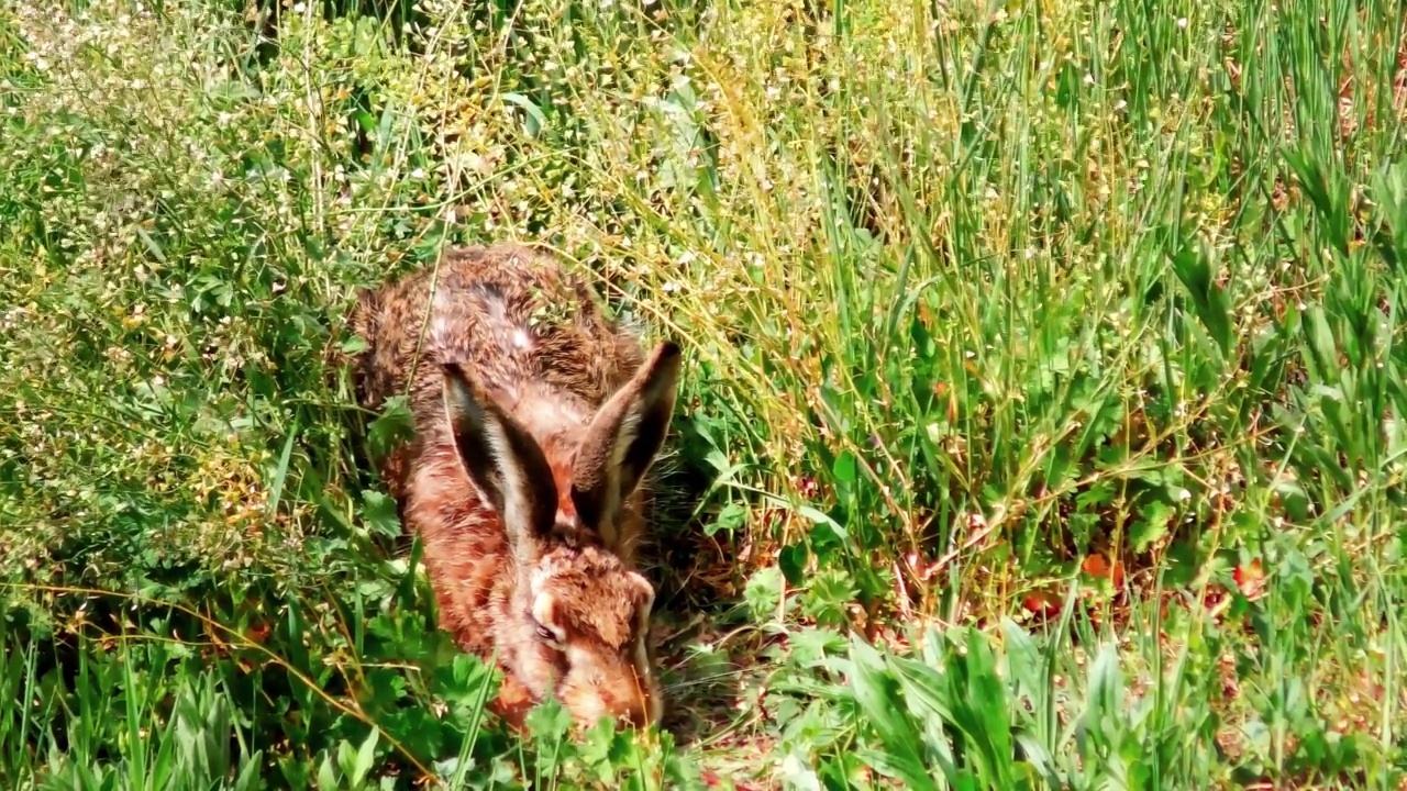 欧洲野兔坐在草地上，Lepus Europaeus视频素材