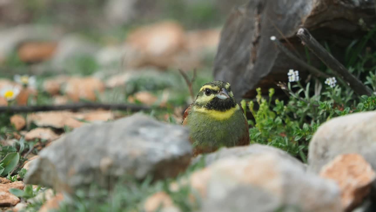 特写鸟类的品种Cirl Bunting (Emberiza cirlus)吃种子在树干上。视频素材