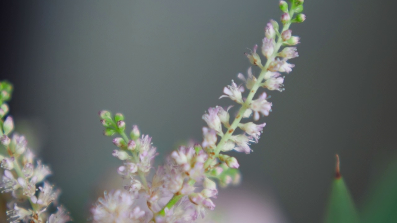 小粉红花在节日花束茎特写视频素材