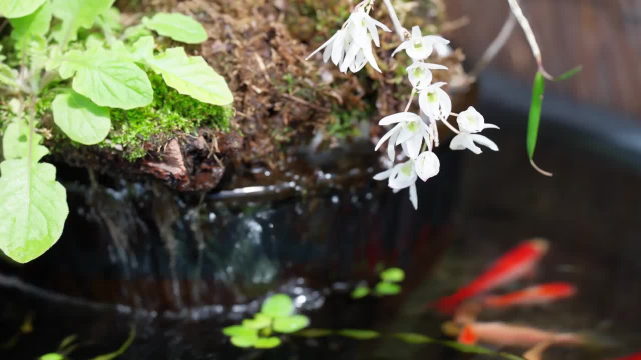 白色的花和紫色的兰花在池塘里盛开的春天的形象视频素材