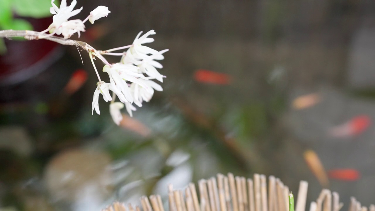 一个池塘的风景，白色的花盛开的金鱼和紫色的兰花游泳视频素材