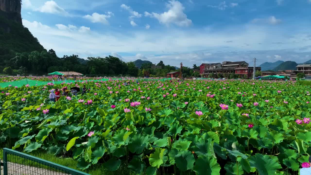 夏天的荷花视频素材