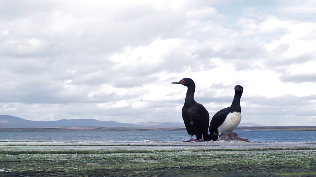 Rock Shags，也被称为麦哲伦鸬鹚(Leucocarbo magellanicus)，位于南大西洋福克兰群岛(马尔维纳斯群岛)的海岸。视频素材