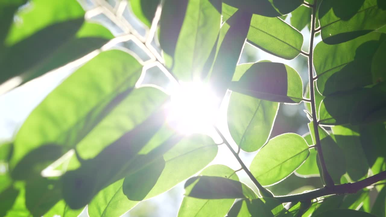 走在绿油油的花园里，白天阳光普照。视频素材