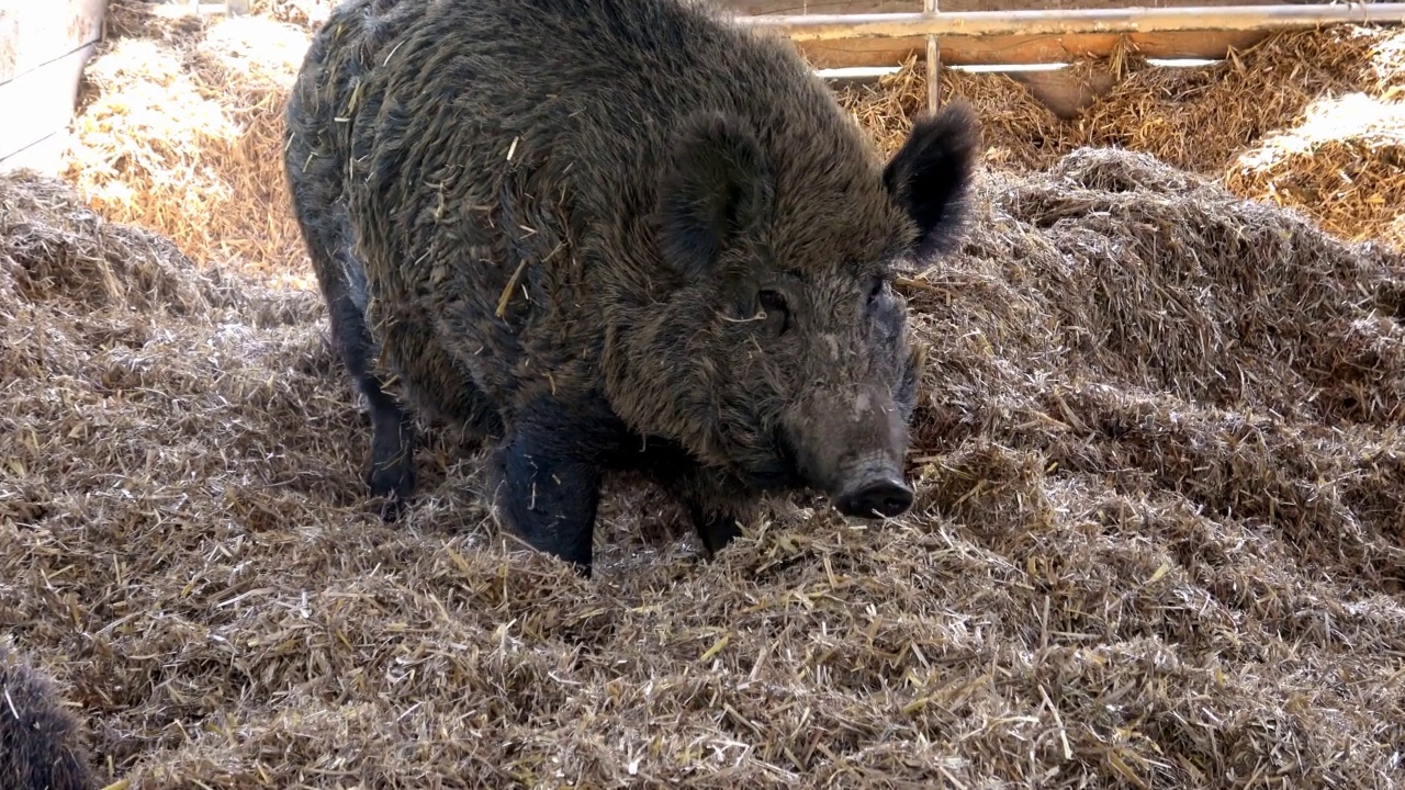 野猪(Sus scrofa)站在稻草上视频素材