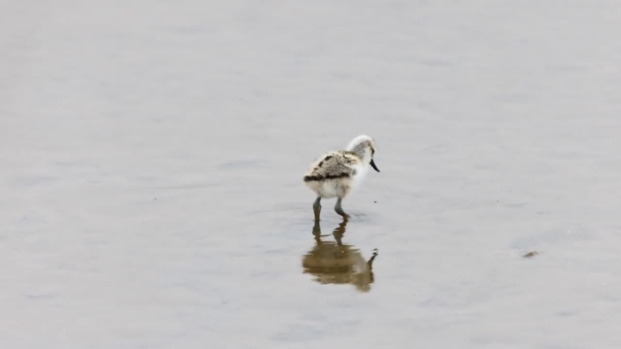 一只早熟的花斑鳄雏(Recurvirostra avosetta)在浅水区寻找食物视频素材