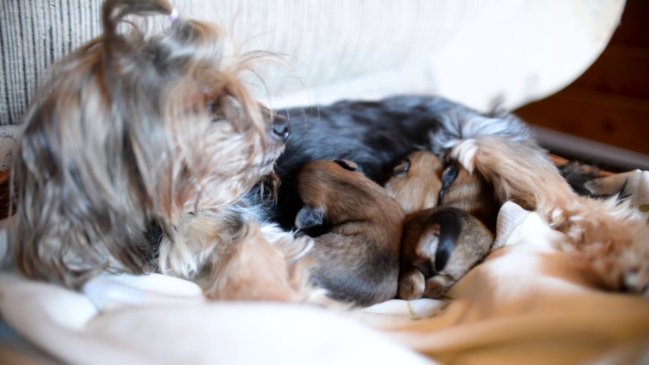 约克郡犬妈妈正在哺育刚出生的小狗，特写视频素材