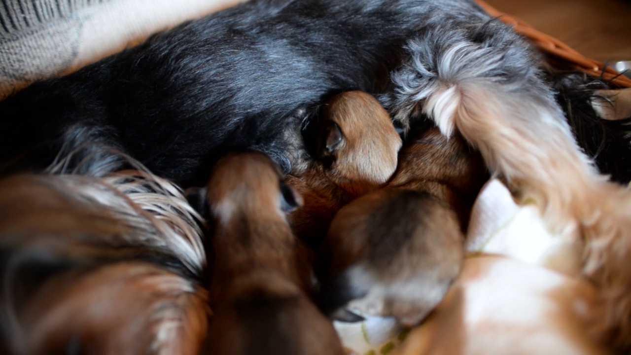 约克郡犬妈妈在喂养新生小狗。三只小狗的特写视频素材