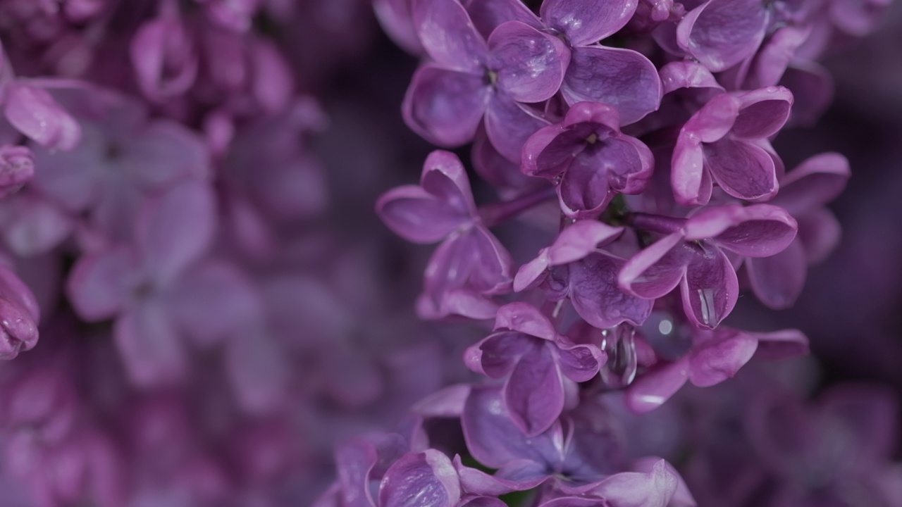 美丽的丁香花在雨中。自然背景。水滴落在春天的花朵上。花的浪漫的背景。开着花的丁香枝。下雨了。盛开的紫丁香。特写，选择性对焦，慢镜头视频素材