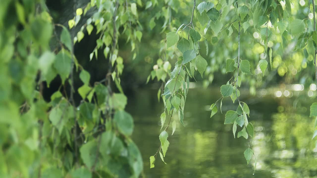 悬在水面上的桦树叶子。视频素材