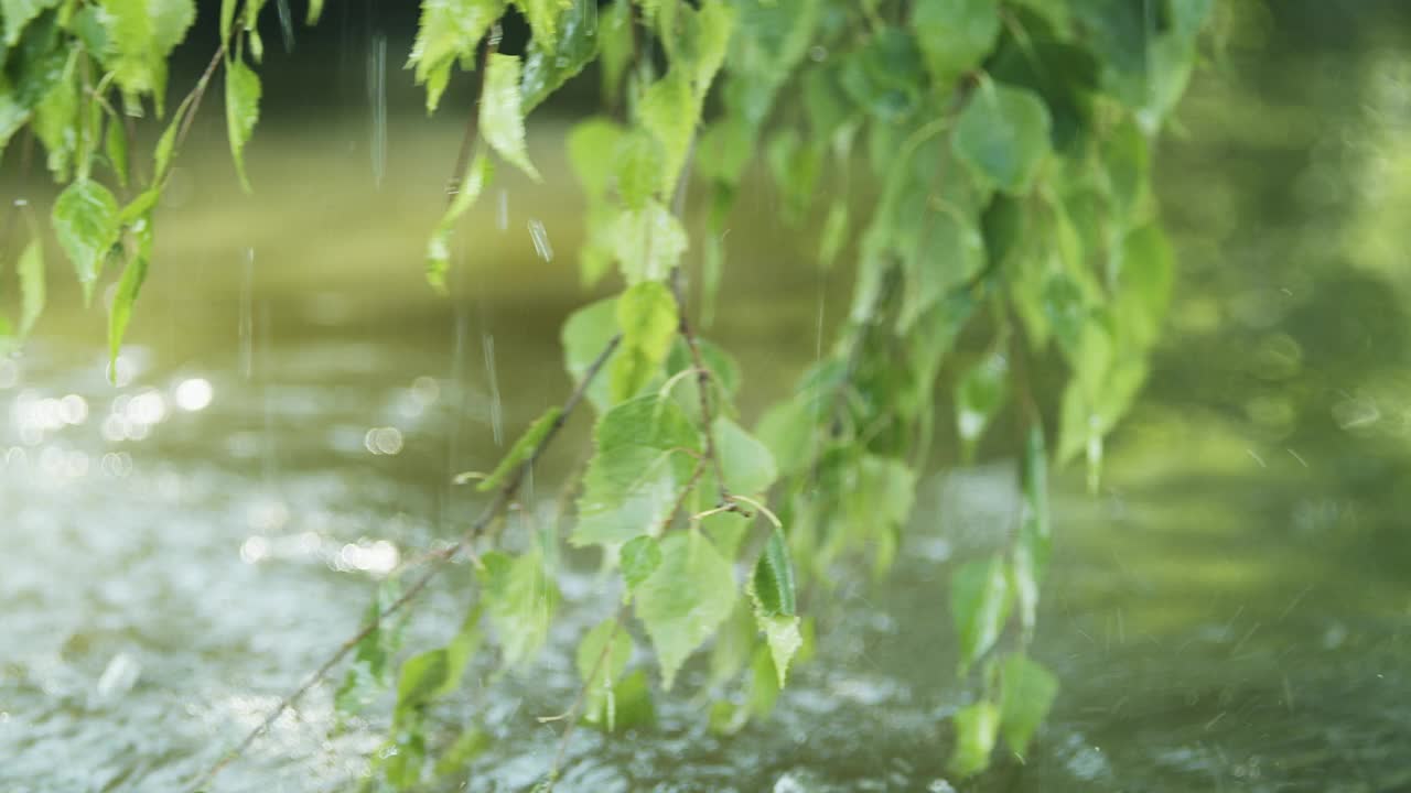 悬在水面上的桦树叶子。视频素材