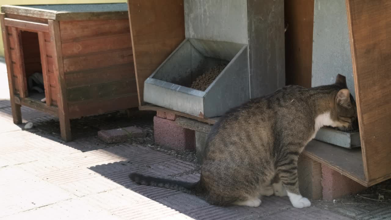 街猫吃视频素材