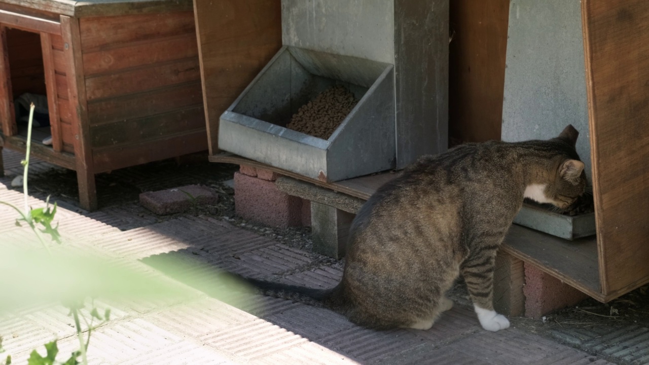 街猫吃视频素材