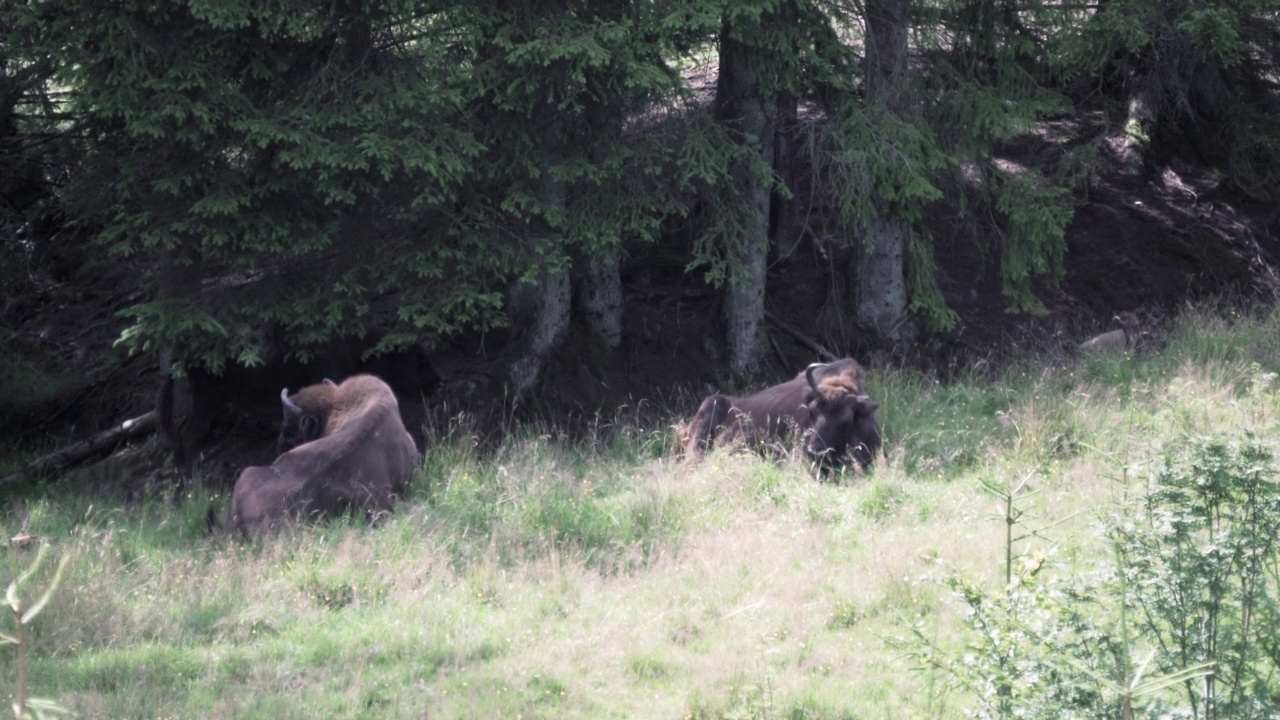 欧洲野牛，Wisent, Bos bonasus，在草地上吃草视频素材