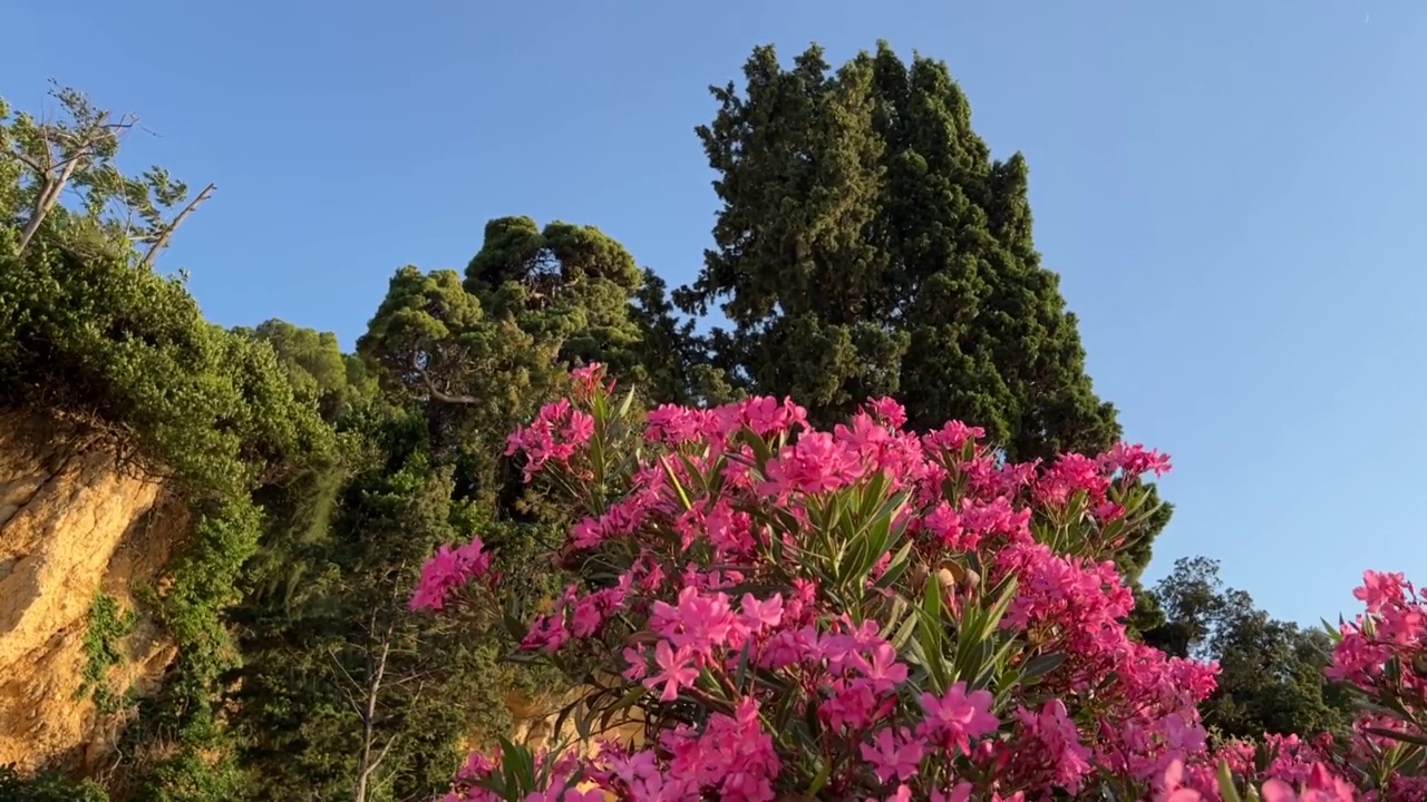 美丽的粉红色夹竹桃花在热带花园映衬着夏天的蓝天。视频素材