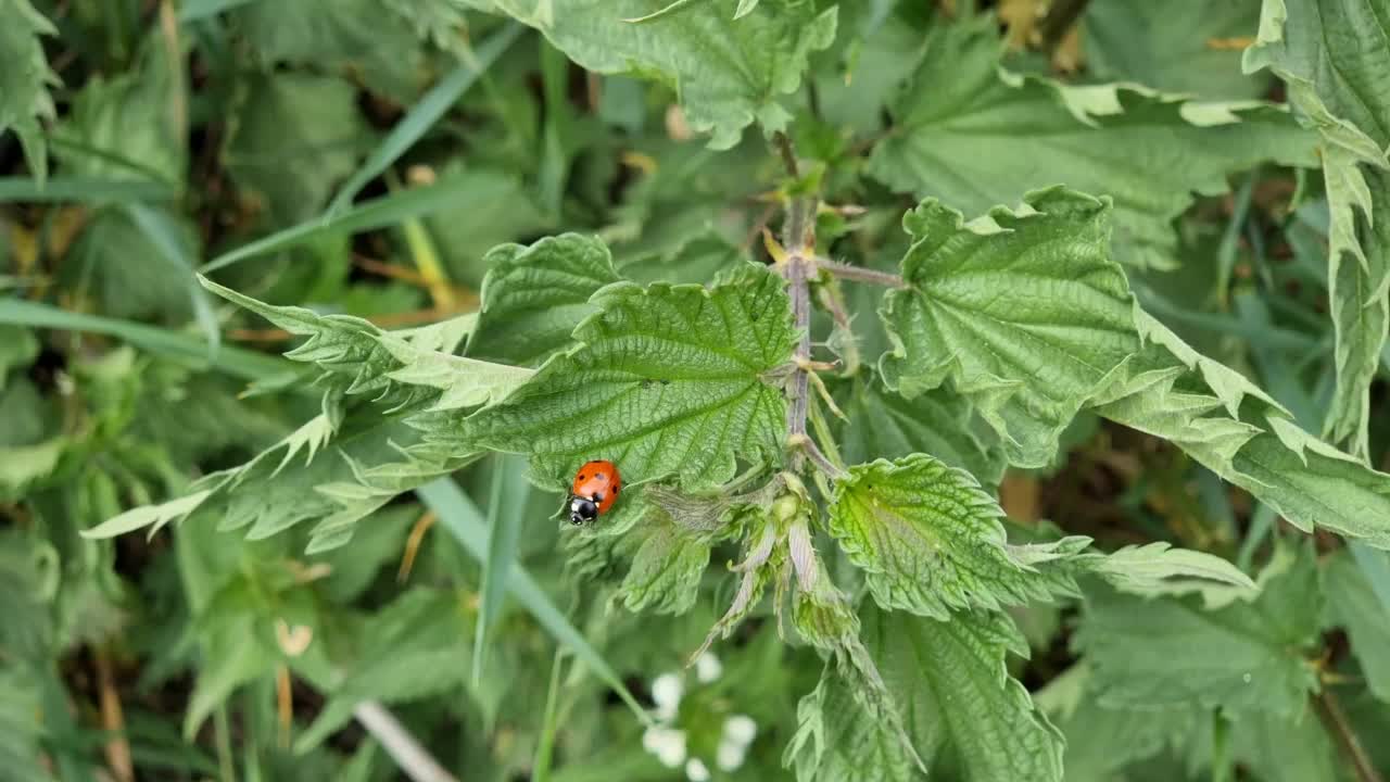 瓢虫爬上绿色的荨麻叶视频素材