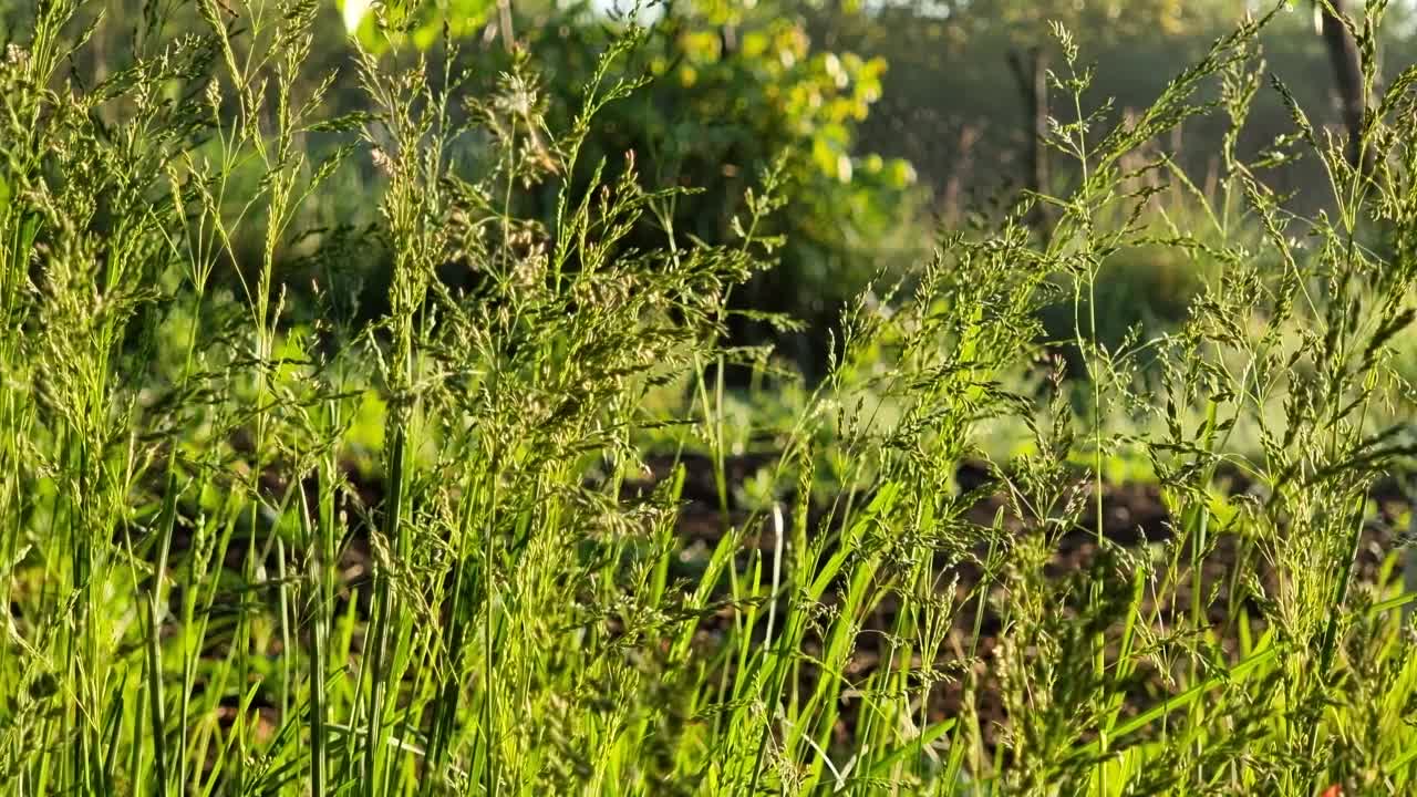 阳光明媚的草地上的草特写。视频素材