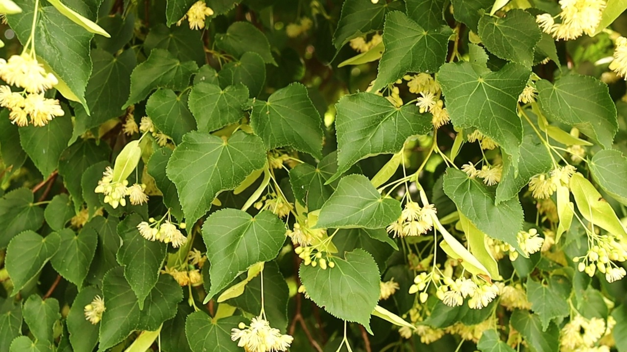 林登花朵。林登在夏天视频素材