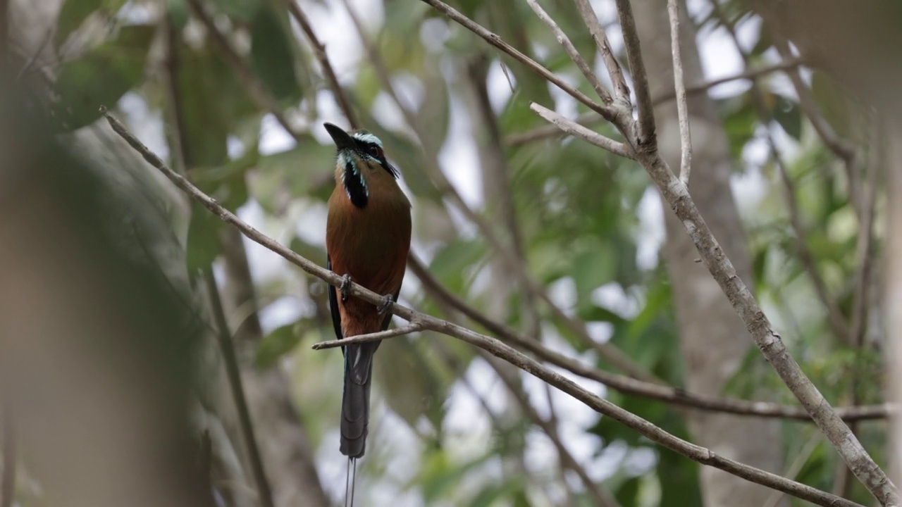 Turquoise-browed Motmot、墨西哥视频素材