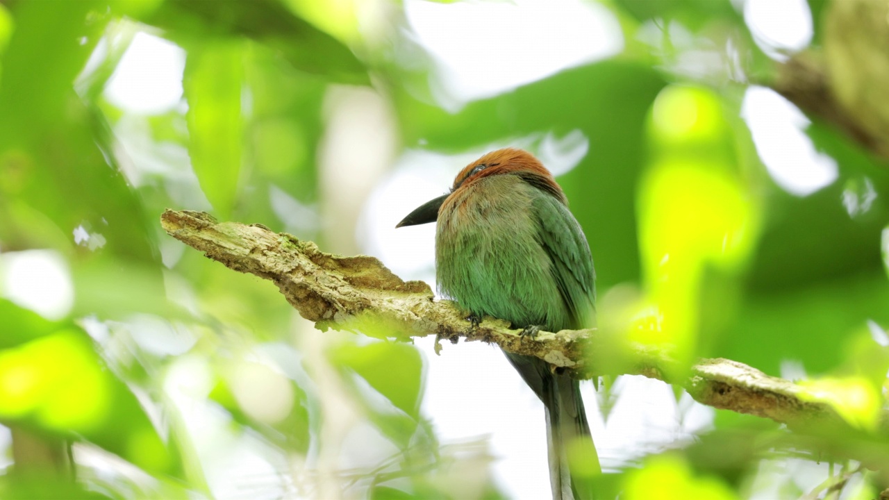 Broad-billed Motmot、巴拿马视频素材