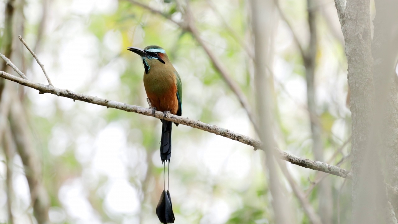 Turquoise-browed Motmot、墨西哥视频素材