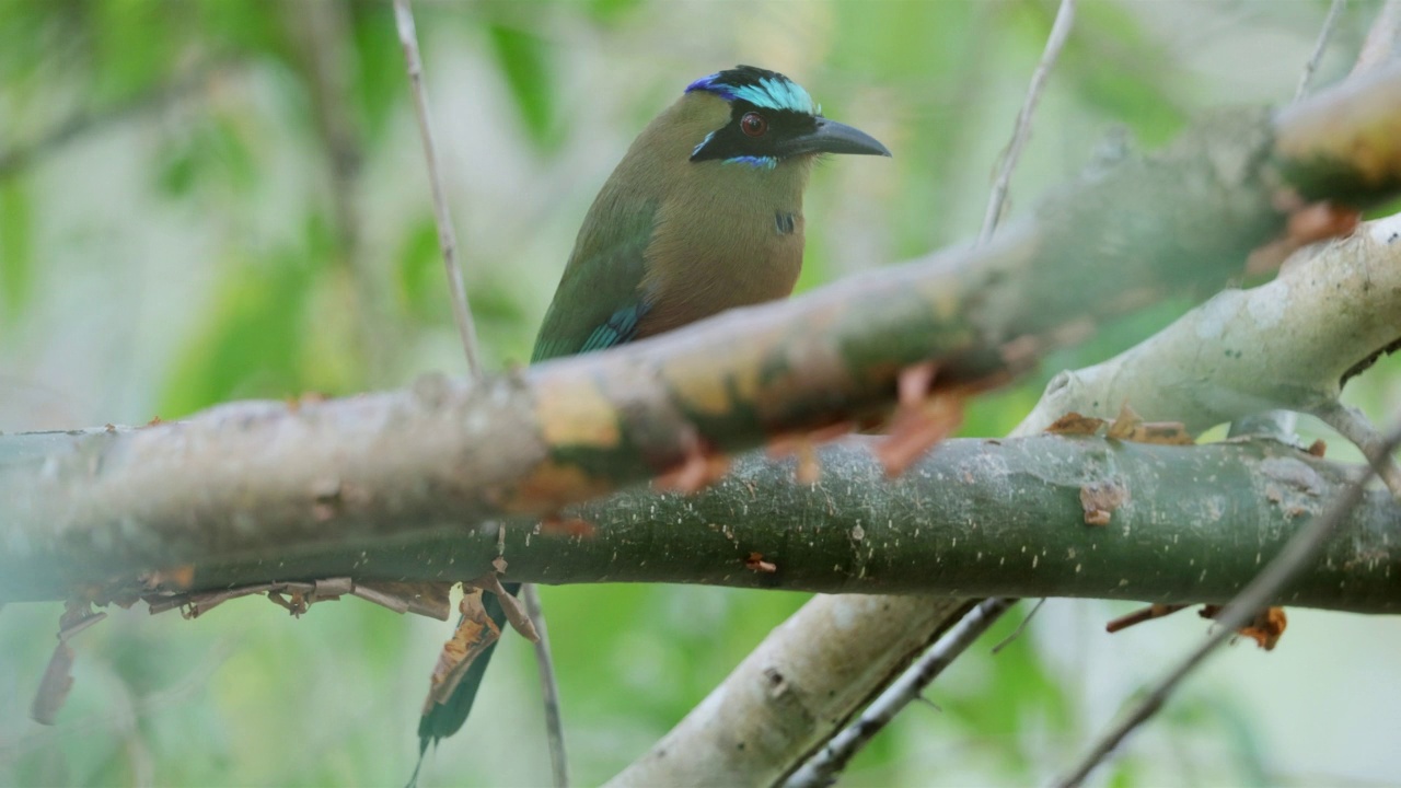 哄抬Motmot、巴拿马视频素材