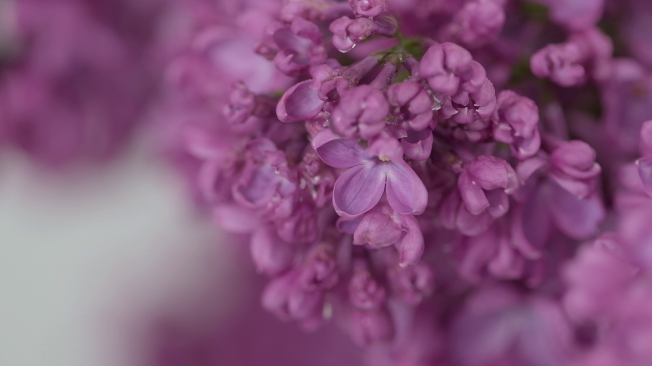 美丽的丁香花在雨中。自然背景。水滴落在春天的花朵上。花的浪漫的背景。开着花的丁香枝。下雨了。盛开的紫丁香。特写，选择性对焦，慢镜头视频素材