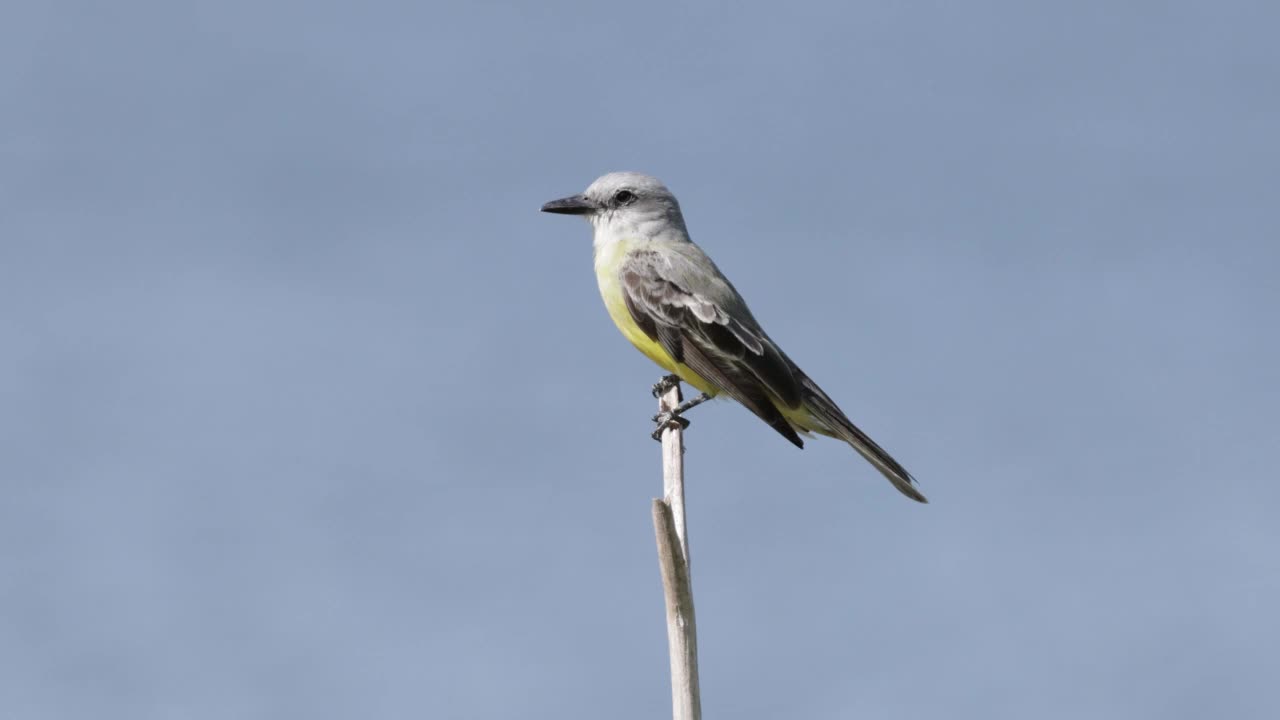 社交Flycatcher，尤卡坦，墨西哥视频素材