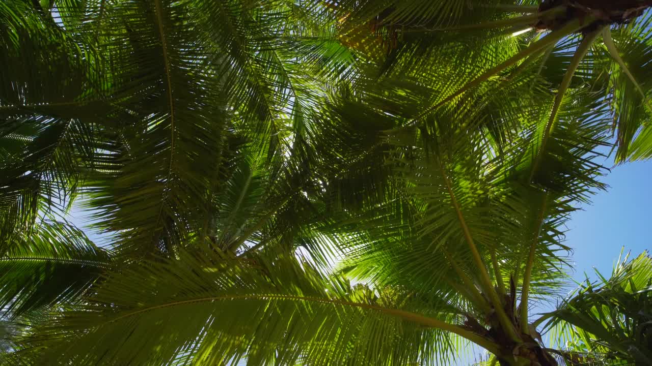 椰子树底部，俯瞰阳光透过树枝，蓝天夏天。巴西视频素材