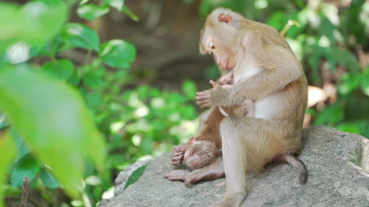 小猴子吃食物森林春天树木背景。澳大利亚。视频素材