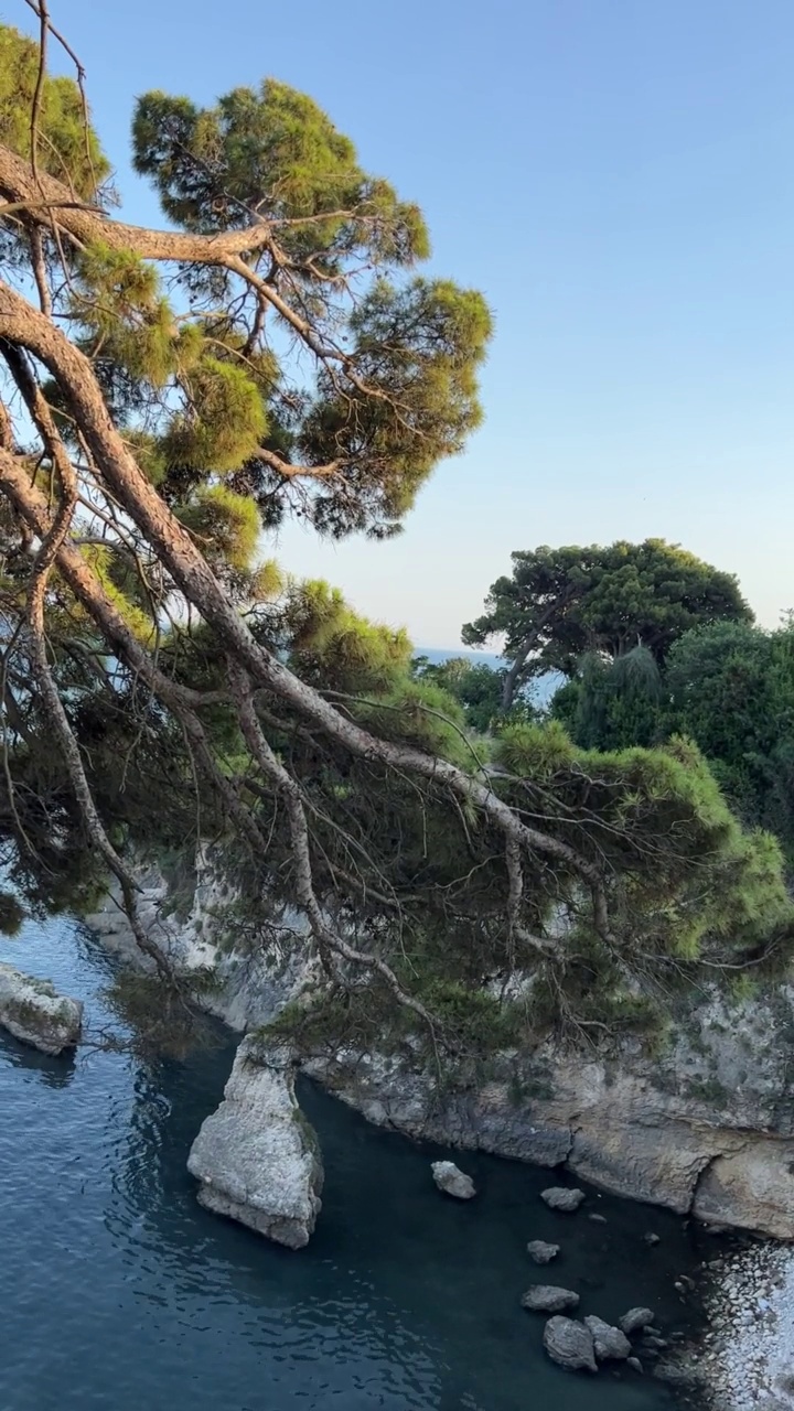 松树在平静的海水上。视频素材