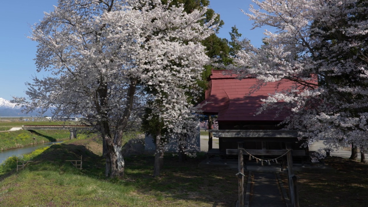 日本乡村的雪山樱花和小神道神社(从右到左平移)视频素材