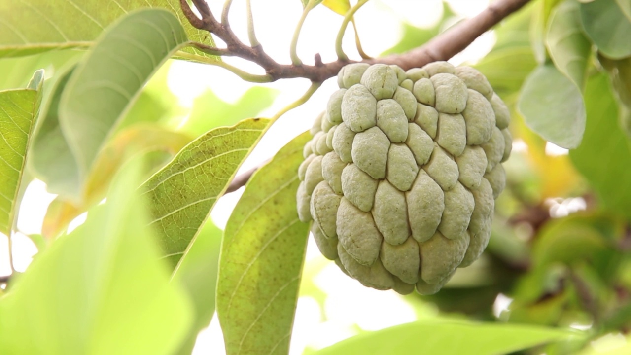 番荔枝属水果视频素材