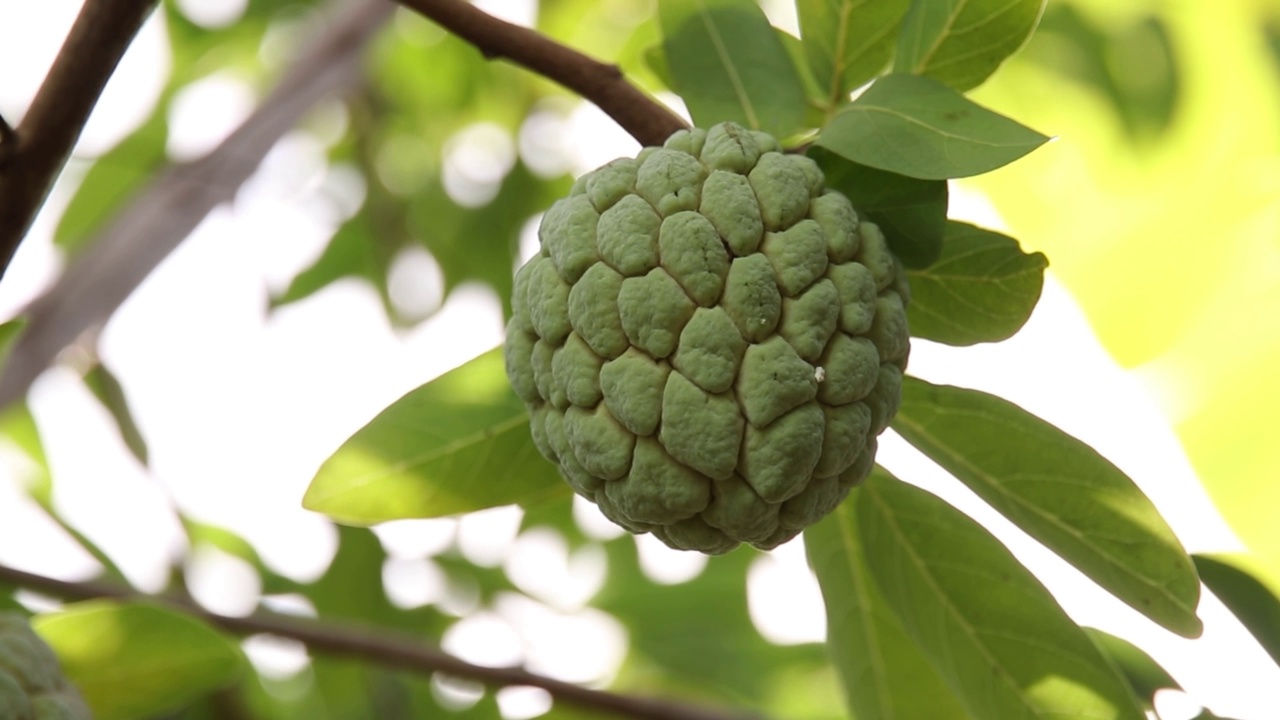 番荔枝属水果视频素材