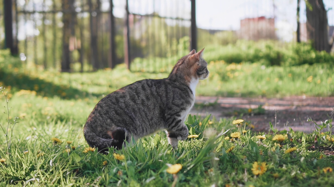 一只长着长尾巴的猫坐在草地上看着它的猎物。猎猫射击视频素材