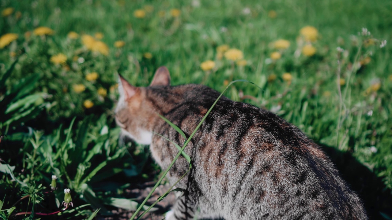 猫在田野里蹭着草梗。动物在草丛中找到了一些有用的东西视频素材