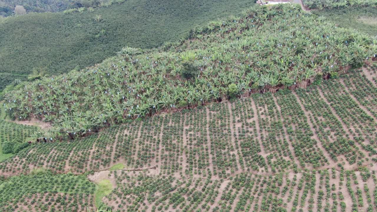 山上的农场上有香蕉种植园视频素材