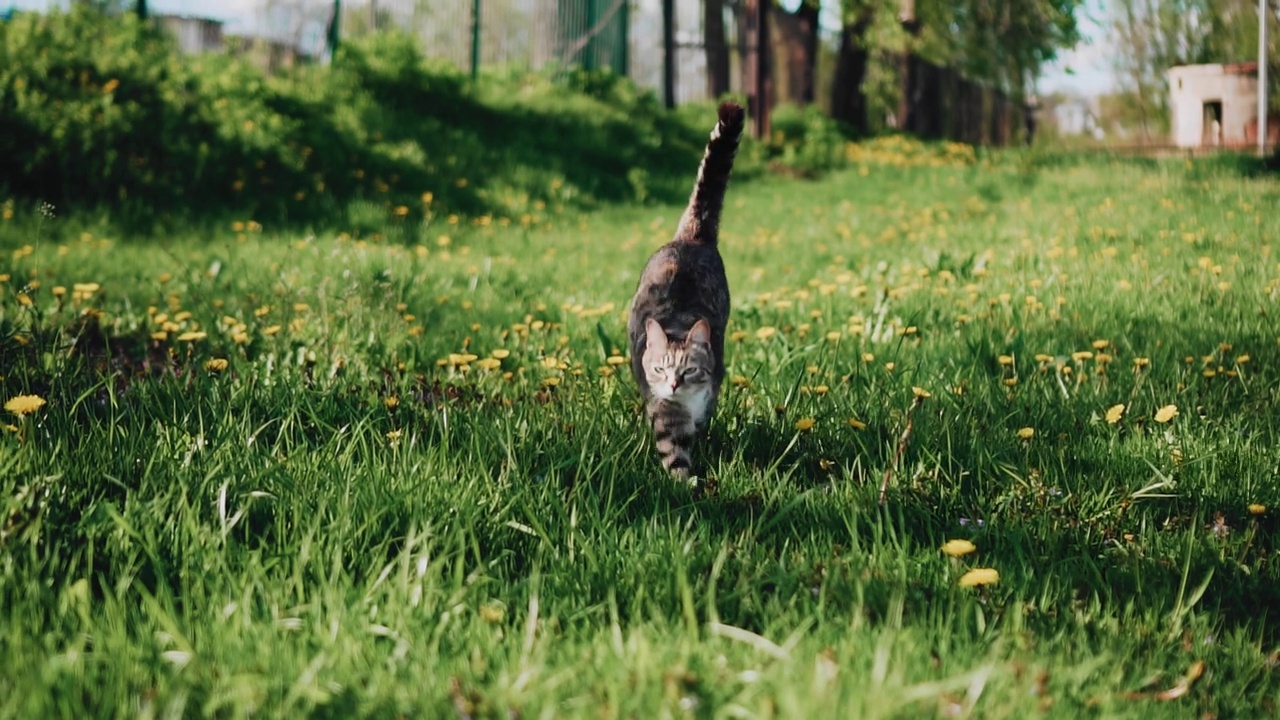 一只带条纹的猫从草地上跳着跑向镜头。摄像机跟随动物视频素材