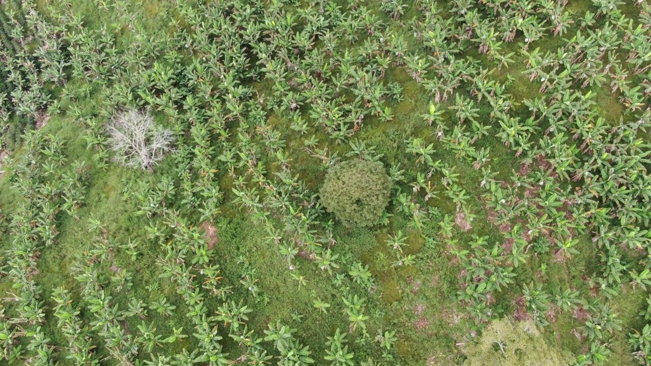 山上的农场上有香蕉种植园视频素材