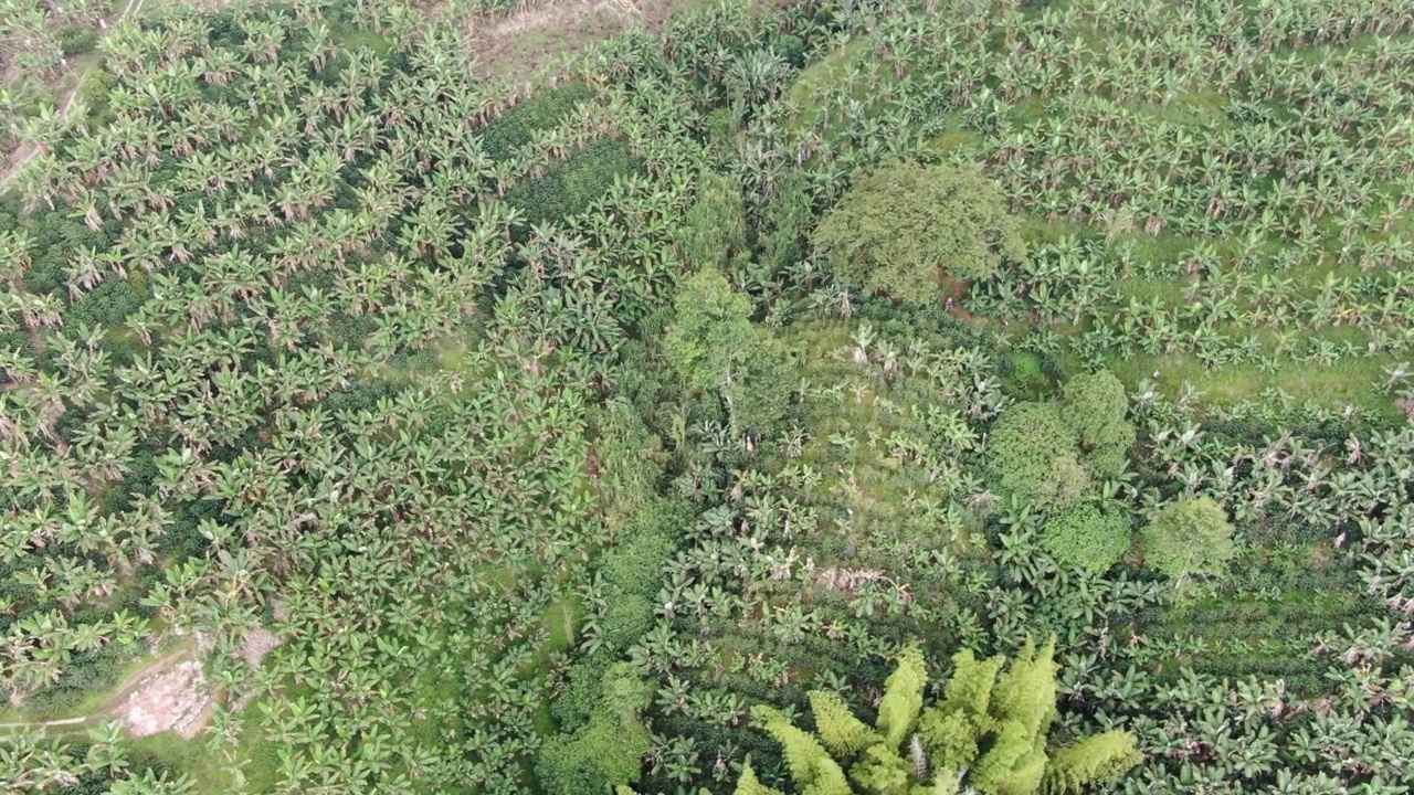 山上的农场上有香蕉种植园视频素材