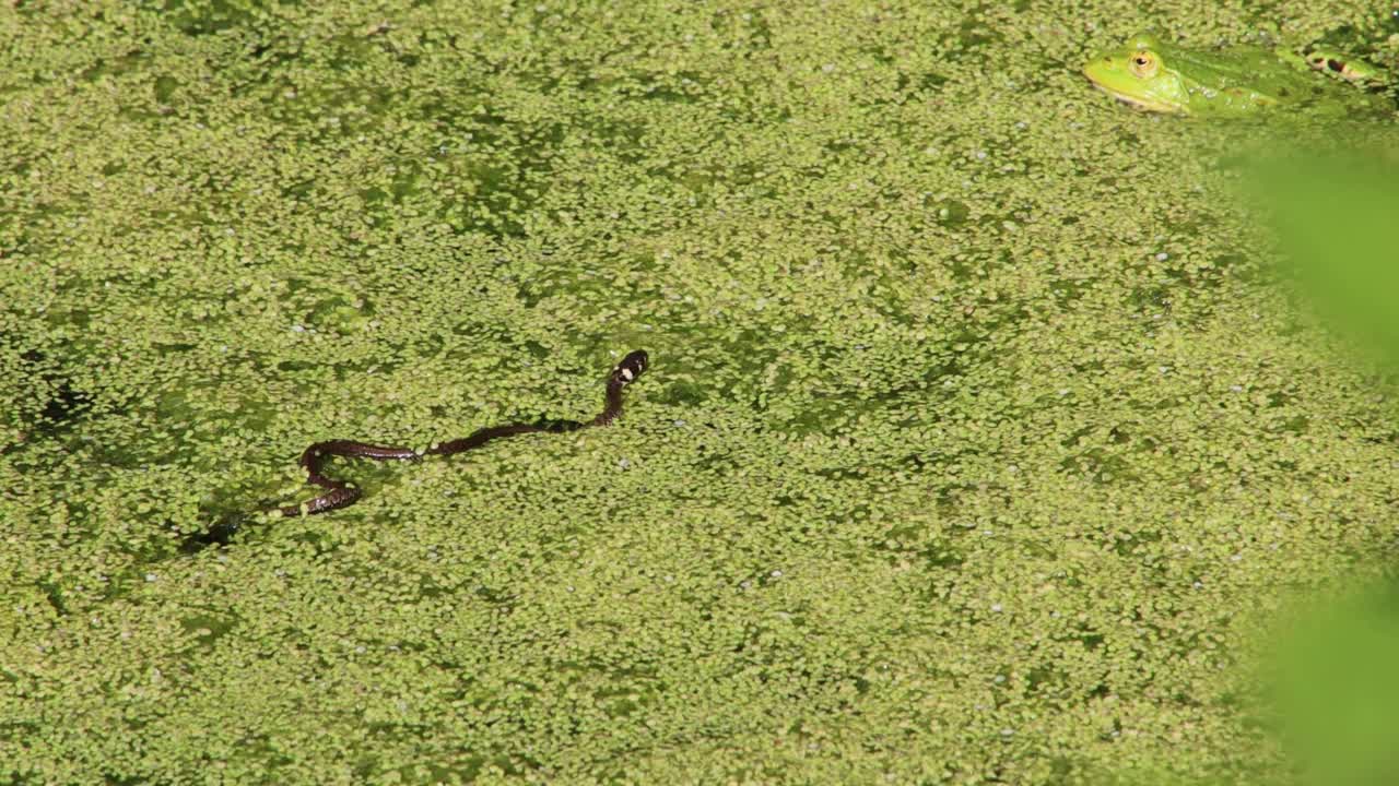 幼草蛇在池塘游泳覆盖浮萍，natrix natrix或Ringelnatter视频素材