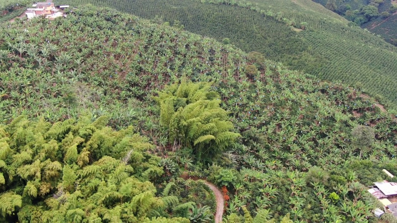 山上的农场上有香蕉种植园视频素材