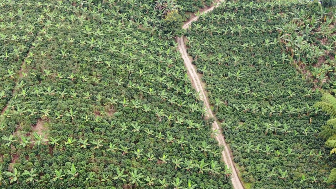 山上的农场上有香蕉种植园视频素材