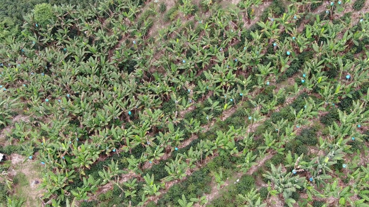 山上的农场上有香蕉种植园视频素材